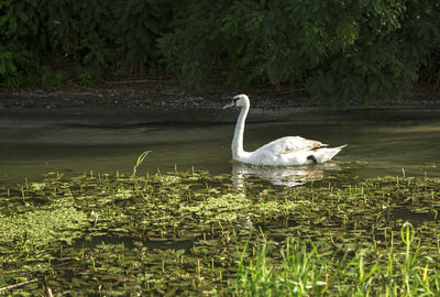 Swan swimming in lake