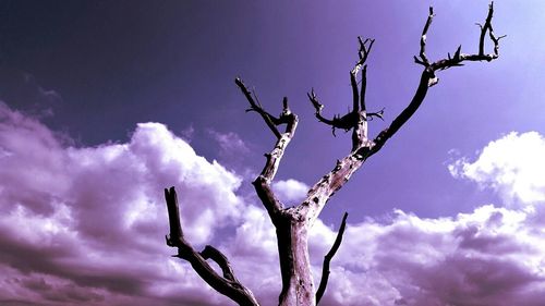 Low angle view of bare tree against sky