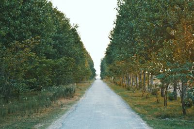 Road passing through trees