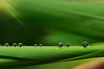 Close-up of water drops on leaves