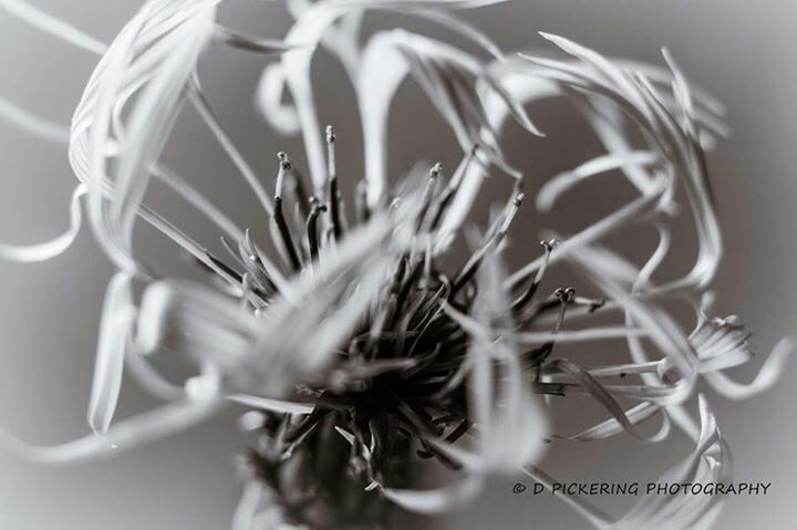 close-up, flower, fragility, freshness, focus on foreground, indoors, plant, growth, selective focus, no people, flower head, nature, detail, petal, spiked, studio shot, extreme close-up, pattern, still life, day