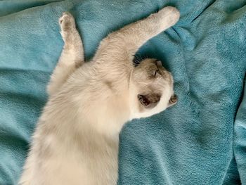 High angle view of cat on bed