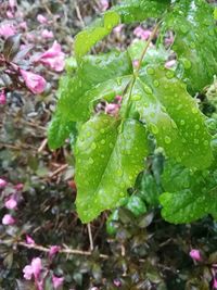 Close-up of wet plant with water drops on plants