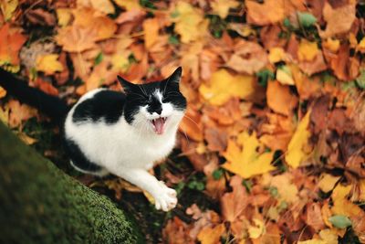 High angle view of cat on autumn leaves