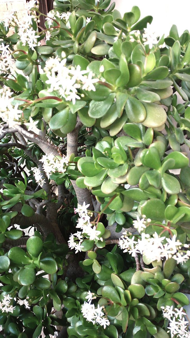 growth, green color, plant, nature, leaf, no people, day, beauty in nature, flower, outdoors, freshness, fragility, close-up, flower head