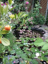 Close-up of flowering plants in yard
