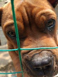 Close-up of dog