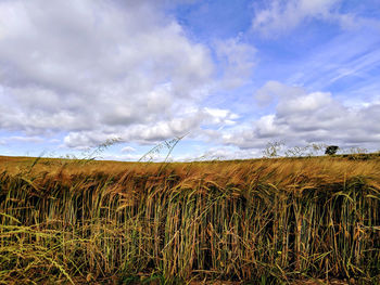 Scenic view of agricultural barley field against sky