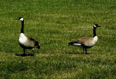 Birds on grassy field