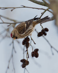 Close-up of bird perching on branch