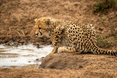 Cheetah cub by pond