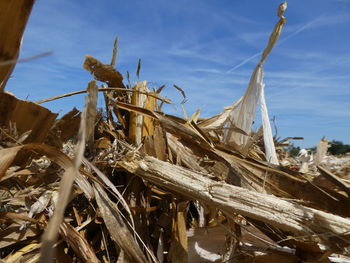 Close-up of dried plant on field against sky