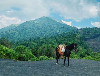 Horse standing on mountain against sky