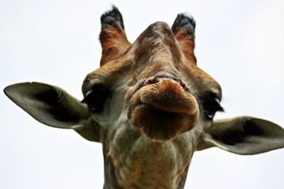 Close-up of the head of a giraffe looking at camera