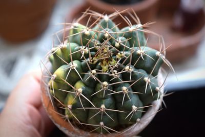Close-up of hand holding cactus in pot