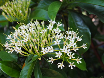 Close-up of white flowering plant