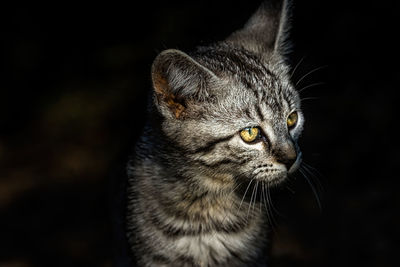 Close-up of a cat looking away