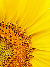 Full frame shot of yellow flower pollen