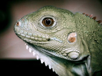 Close-up of lizard