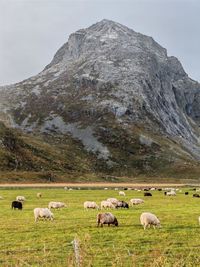 Flock of sheep grazing on field against mountain