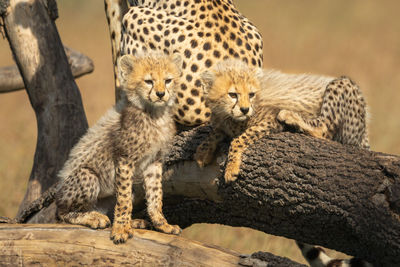 Two cheetah cubs look right from branches