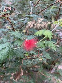 Close-up of red flowering plant