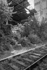 Railroad tracks amidst plants