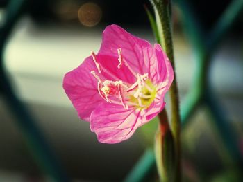 Close-up of pink flower