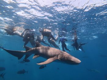 Fishes swimming in sea