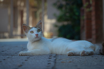 Stray cat of istanbul