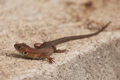 Close-up of lizard on land