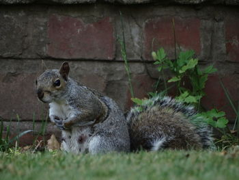 Side view of squirrel on field