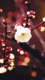 Close-up of white flowers blooming outdoors