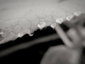 Close-up of raindrops on frozen plant