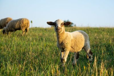 Lamb in a herd of the sheep and lambs on the meadow during sunset