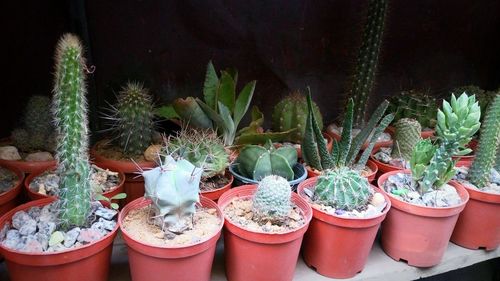 Close-up of potted plants in greenhouse