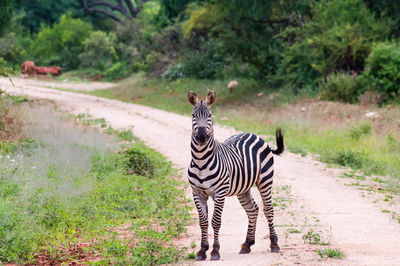 Zebra standing on ground