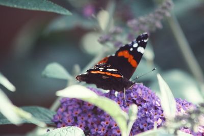 Close-up of butterfly on purple flower