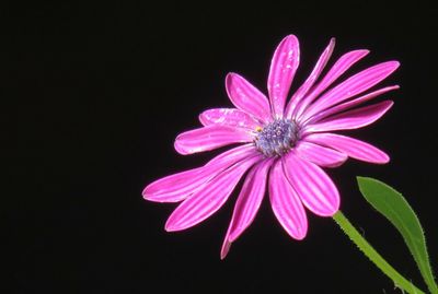 Close-up of pink flower against black background