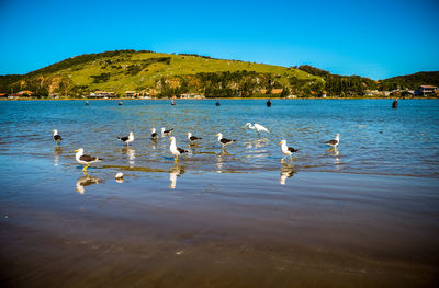 Swans in lake against blue sky