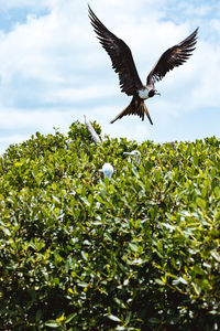 Low angle view of bird flying over field