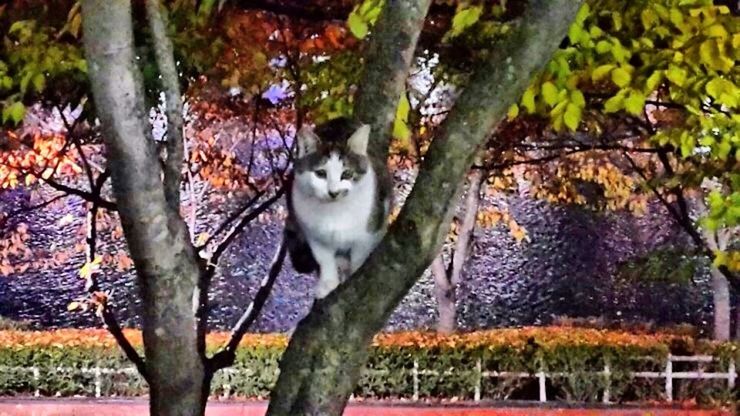 animal themes, one animal, mammal, tree, pets, branch, domestic animals, tree trunk, sitting, portrait, looking at camera, nature, growth, outdoors, day, no people, domestic cat, plant, cat, park - man made space