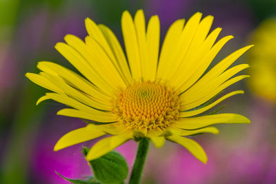 Close-up of yellow flower