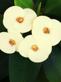 Close-up of white flowers