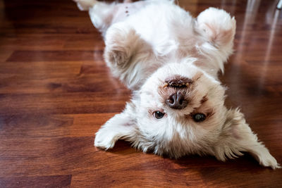 Portrait of white dog