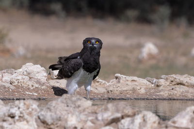 Close-up of bird perching on rock