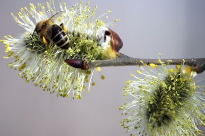 bee