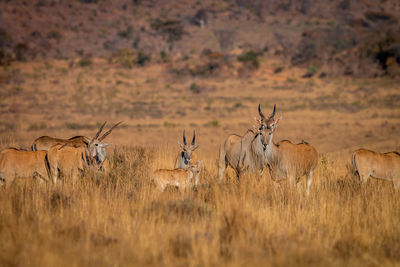 View of deer on field