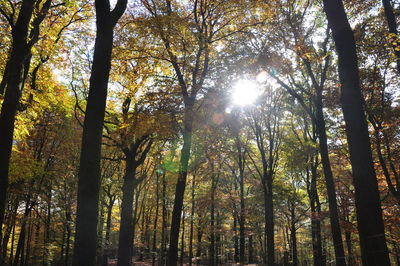 Low angle view of trees in forest against sky