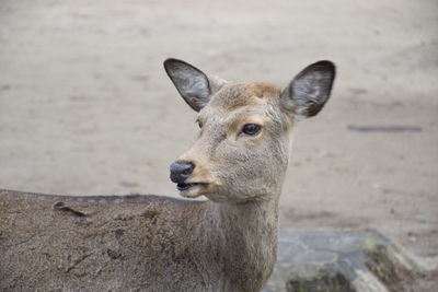 Close-up portrait of deer